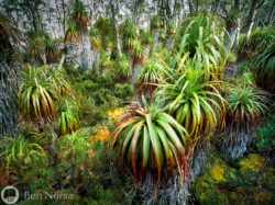 Landscape photographic print of Pandanus Forest, The Acropolis Plateau, Tasmania