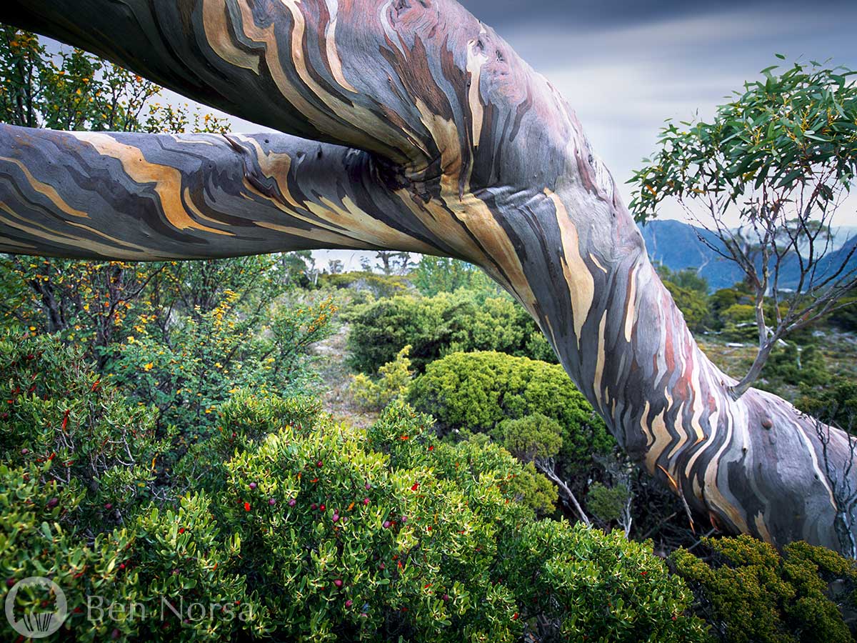 Snowgum, The Acropolis Plateau, Tasmania, lake, Junction River