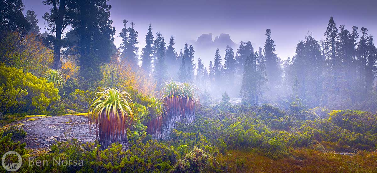 Landscape photographic print of Pandanus and Pencil Pines in the Ducane Range, Tasmania