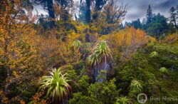 Landscape photographic print of Fagus in Autumn, Tasmania