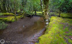Landscape photographic print of Cephissus Creek, Tasmania