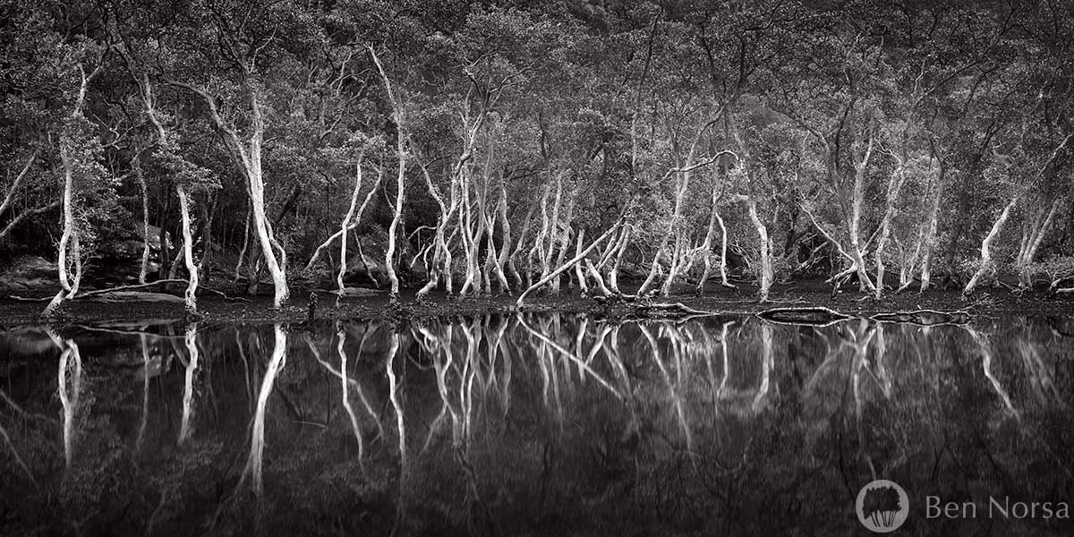 Black & white landscape photographic print of Mangroves - Bantry Bay, Sydney