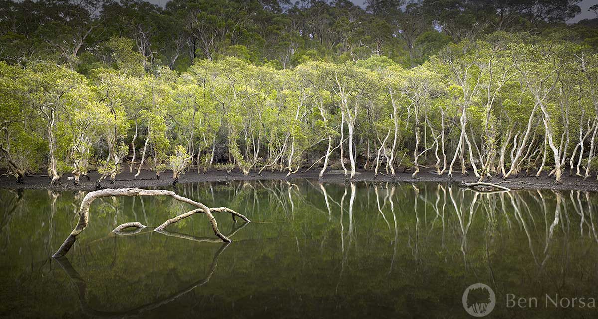 Landscape photographic print of Mangroves - Bantry Bay, Sydney