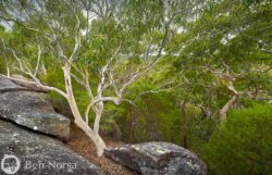 Landscape photographic print of The Garigal National Park, Sydney