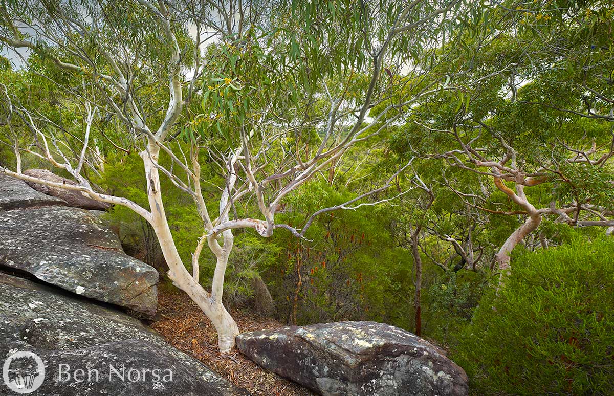 Landscape photographic print of Scribbly Gum – Garigal National Park, Sydney