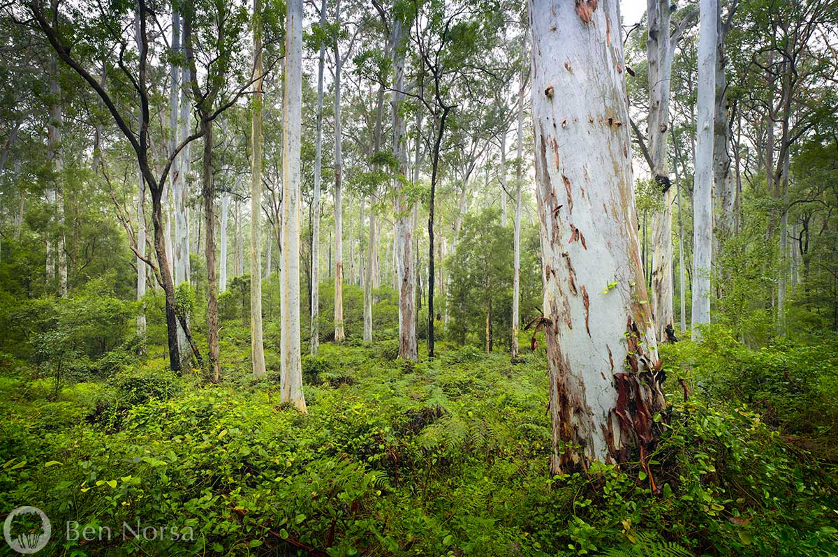 Landscape photographic print of Blue Gum Forest, Blue Mountains National Park