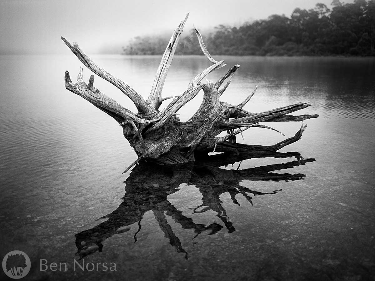 Landscape photographic print of Lake St Clair driftwood, Tasmania