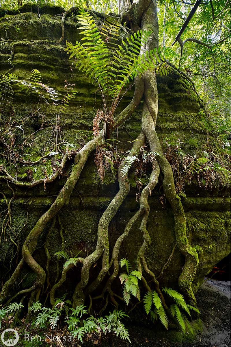 Landscape photographic print of The Green Room, Budawang National Park