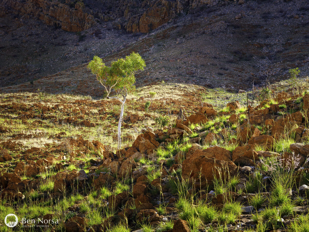Lone Ghost Gum on the Larapinta Trail, West Macdonnell Ranges